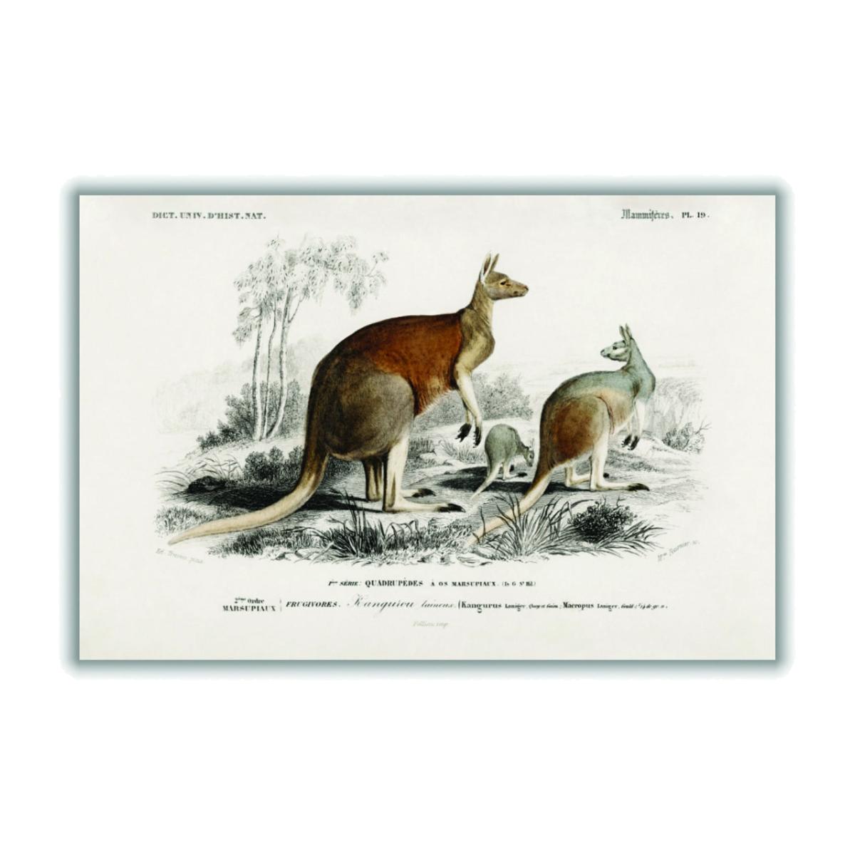 The Red Kangaroo - Brown A2 420 X 594Mm Stanley Print House – image 1