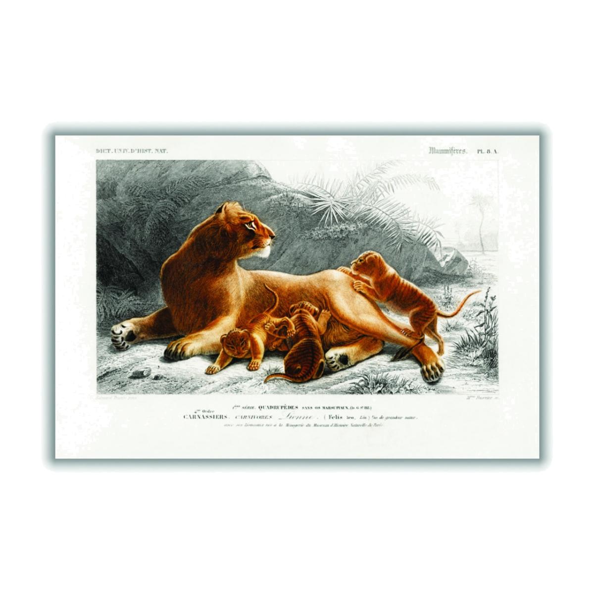 Fails Leo Large Stanley Print House – image 1