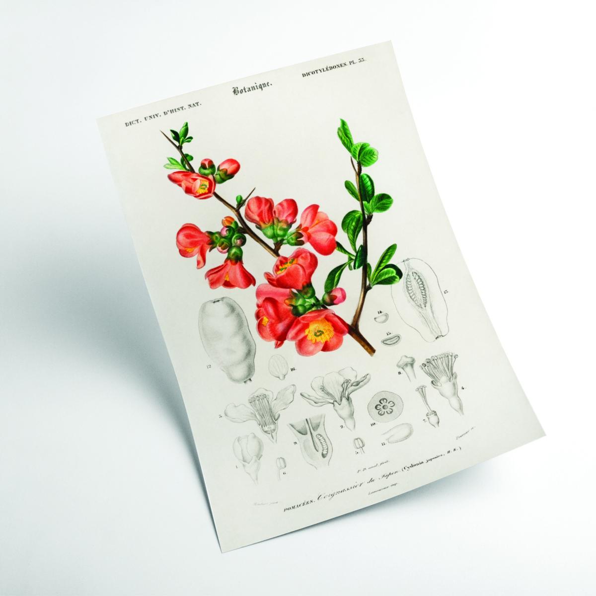 Yellow / Orange Maule's Quince Cydonia Japonica Illustration A2 420 X 594Mm Stanley Print House – image 2