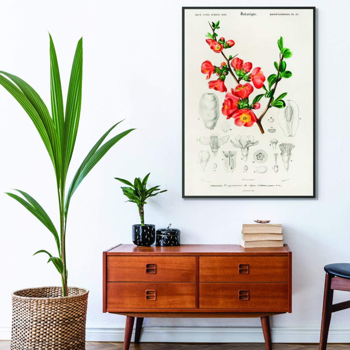 Yellow / Orange Maule's Quince Cydonia Japonica Illustration A2 420 X 594Mm Stanley Print House – image 3