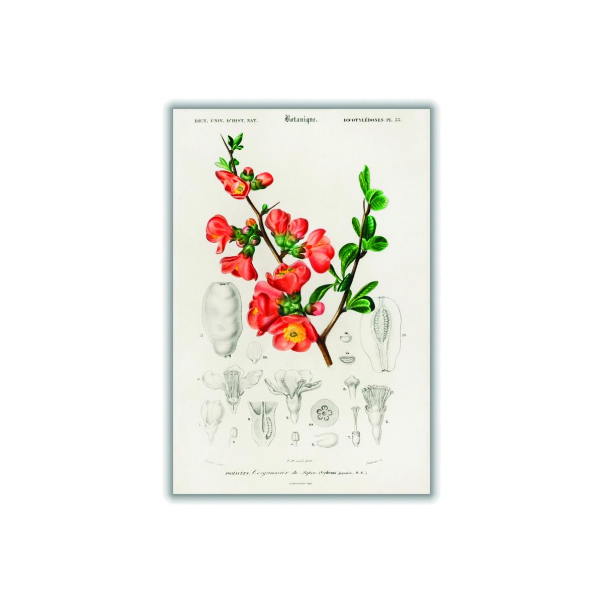 Yellow / Orange Maule's Quince Cydonia Japonica Illustration A2 420 X 594Mm Stanley Print House – image 1