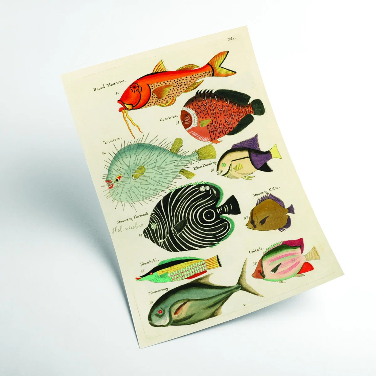 Fish Found In Indonesia A1 594 X 841Mm Stanley Print House – image 2