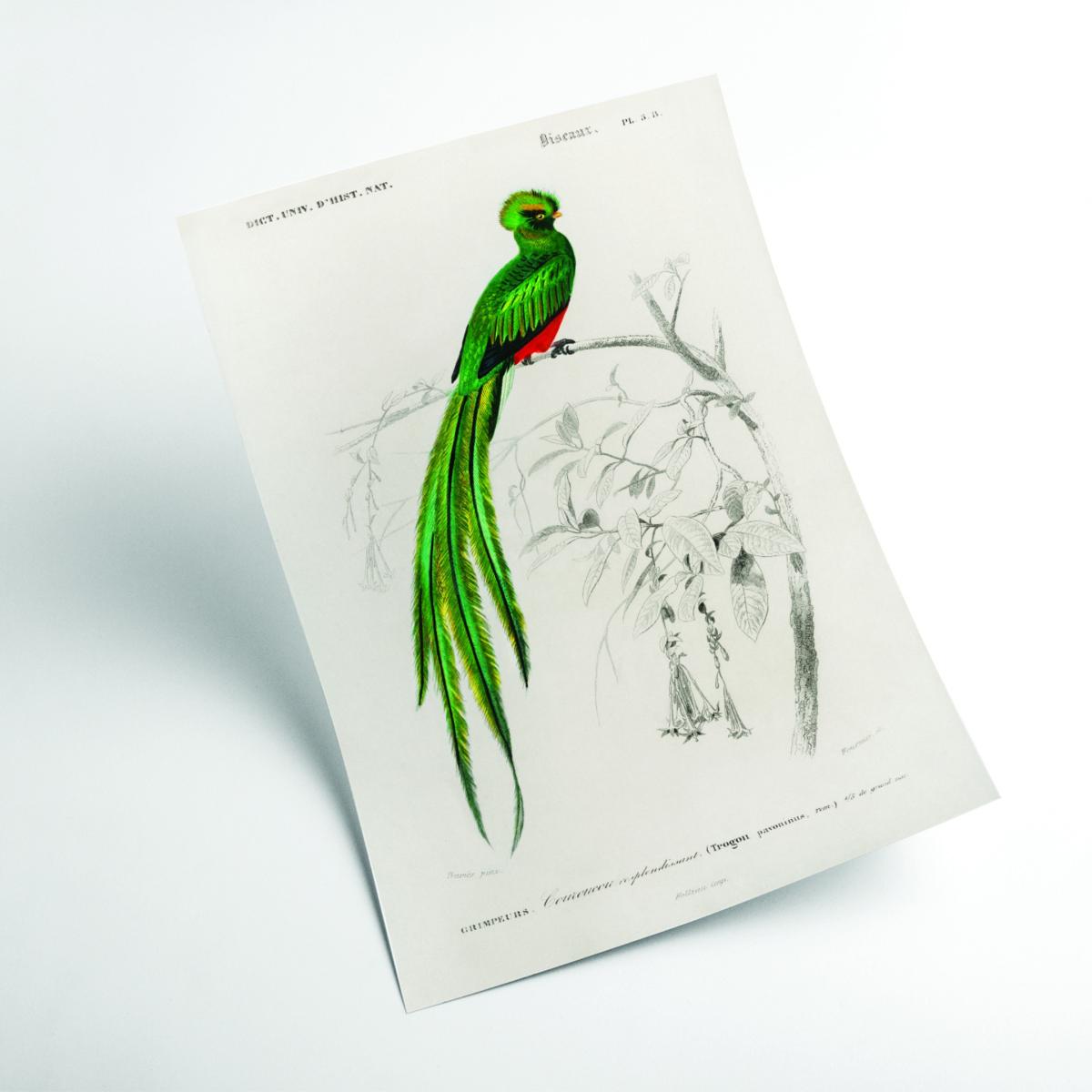 Green Pavonine Quetzal Xxs Stanley Print House – image 2