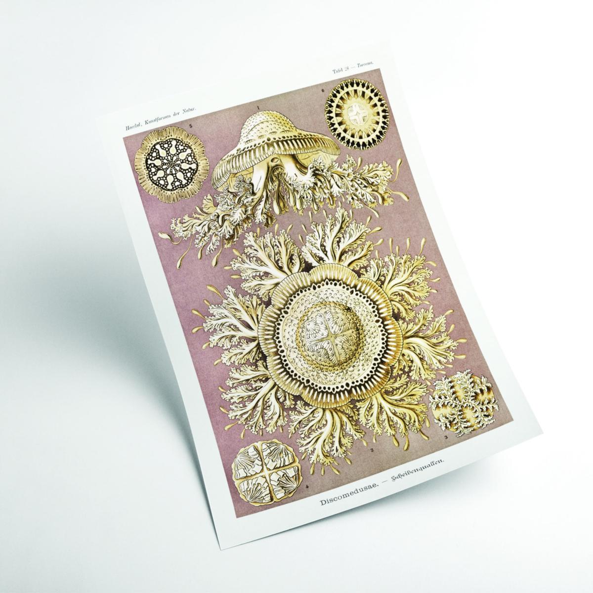Gold Discomedusae-Scheibenquallen Iiiii By Ernst Haeckel A3 297 X 420Mm Stanley Print House – image 2