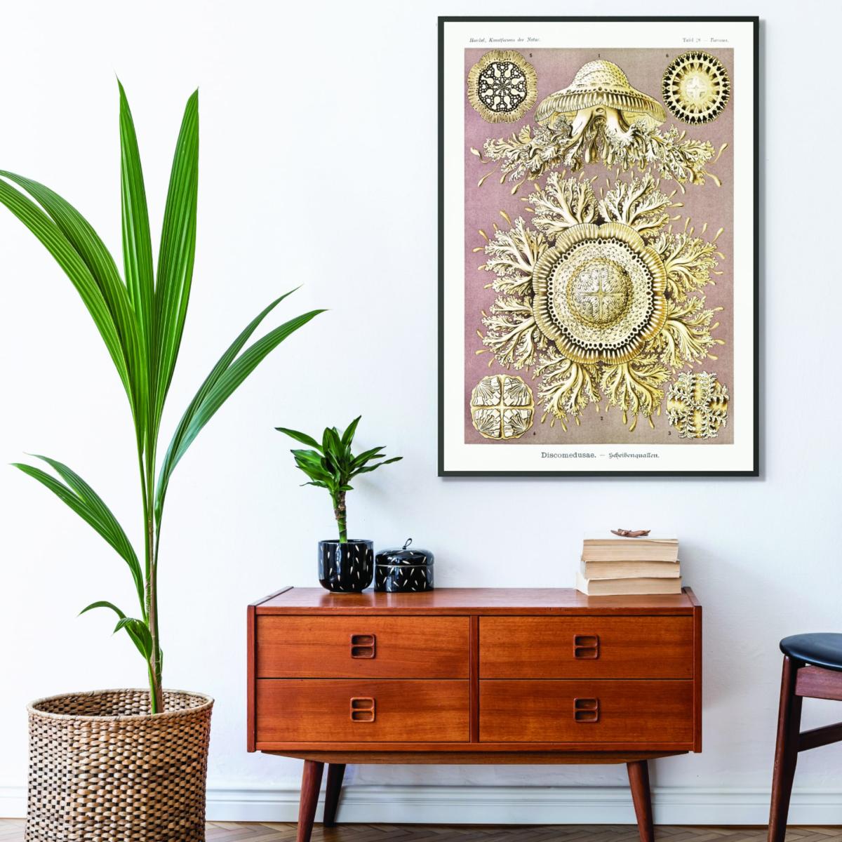 Gold Discomedusae-Scheibenquallen Iiiii By Ernst Haeckel A3 297 X 420Mm Stanley Print House – image 3