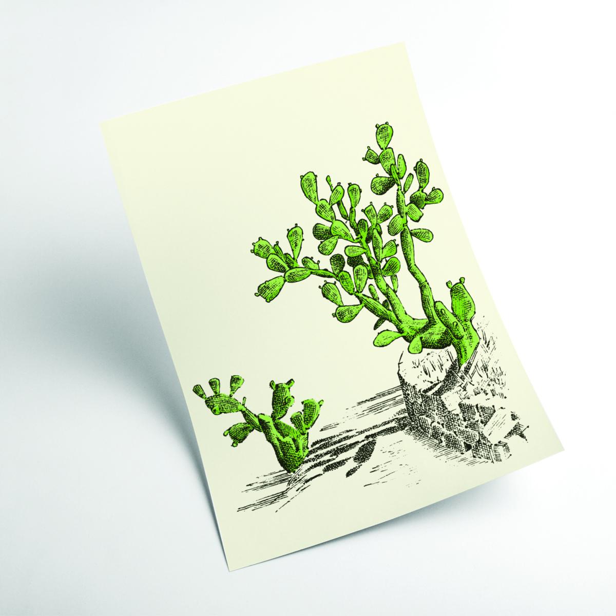Green Prickly Pear Cactus A2 420 X 594Mm Stanley Print House – image 2