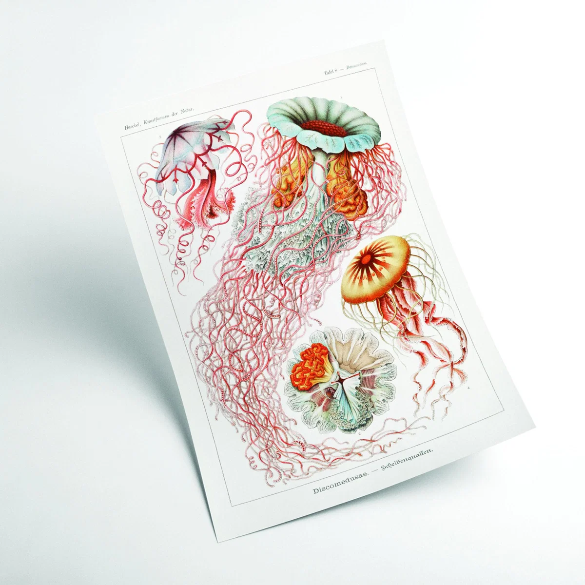 Yellow / Orange Discomedusae-Scheibenquallen Ii By Ernst Haeckel A4 210 X 297Mm Stanley Print House – image 2
