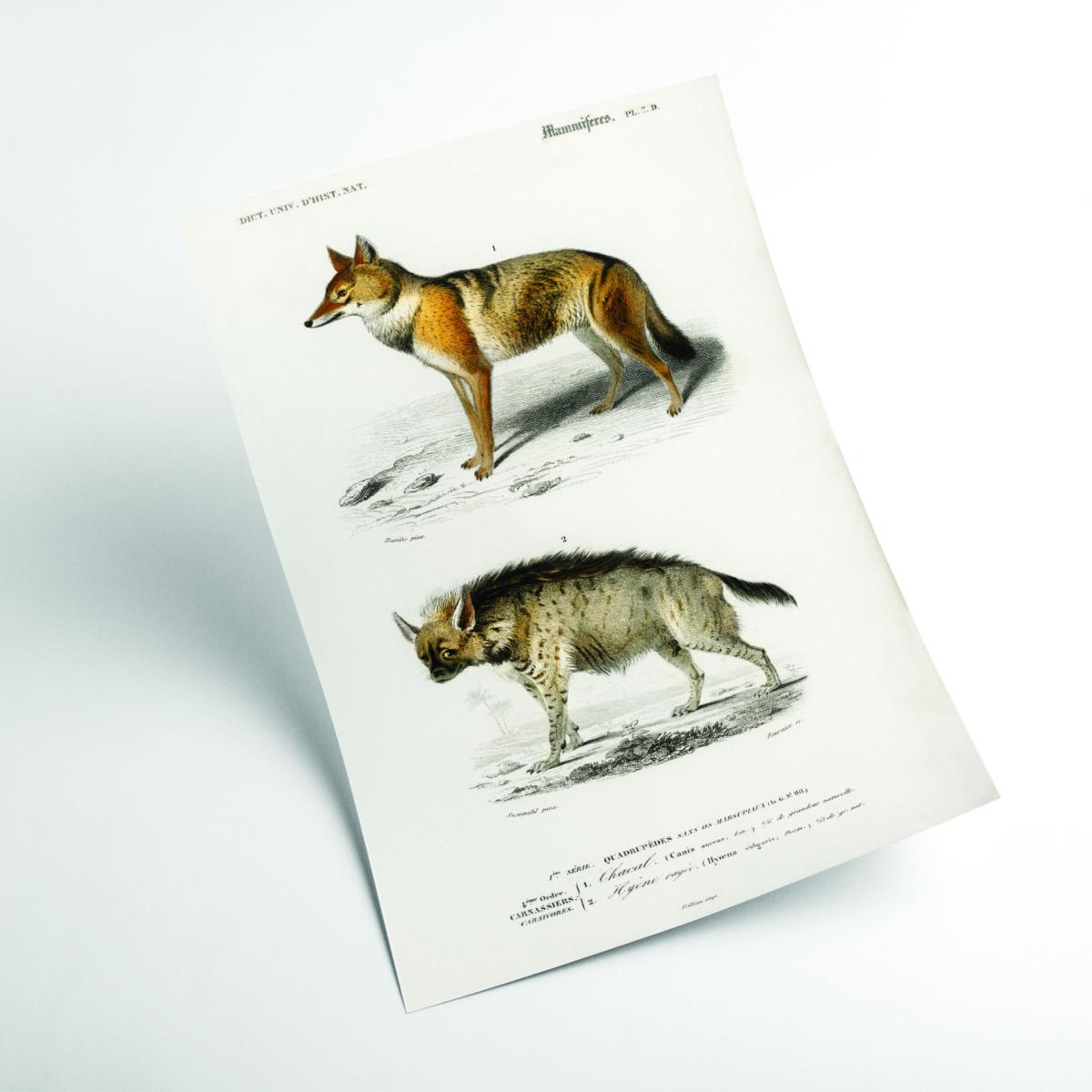 Golden Jackal And Striped Hyena Print Large Stanley Print House – image 2