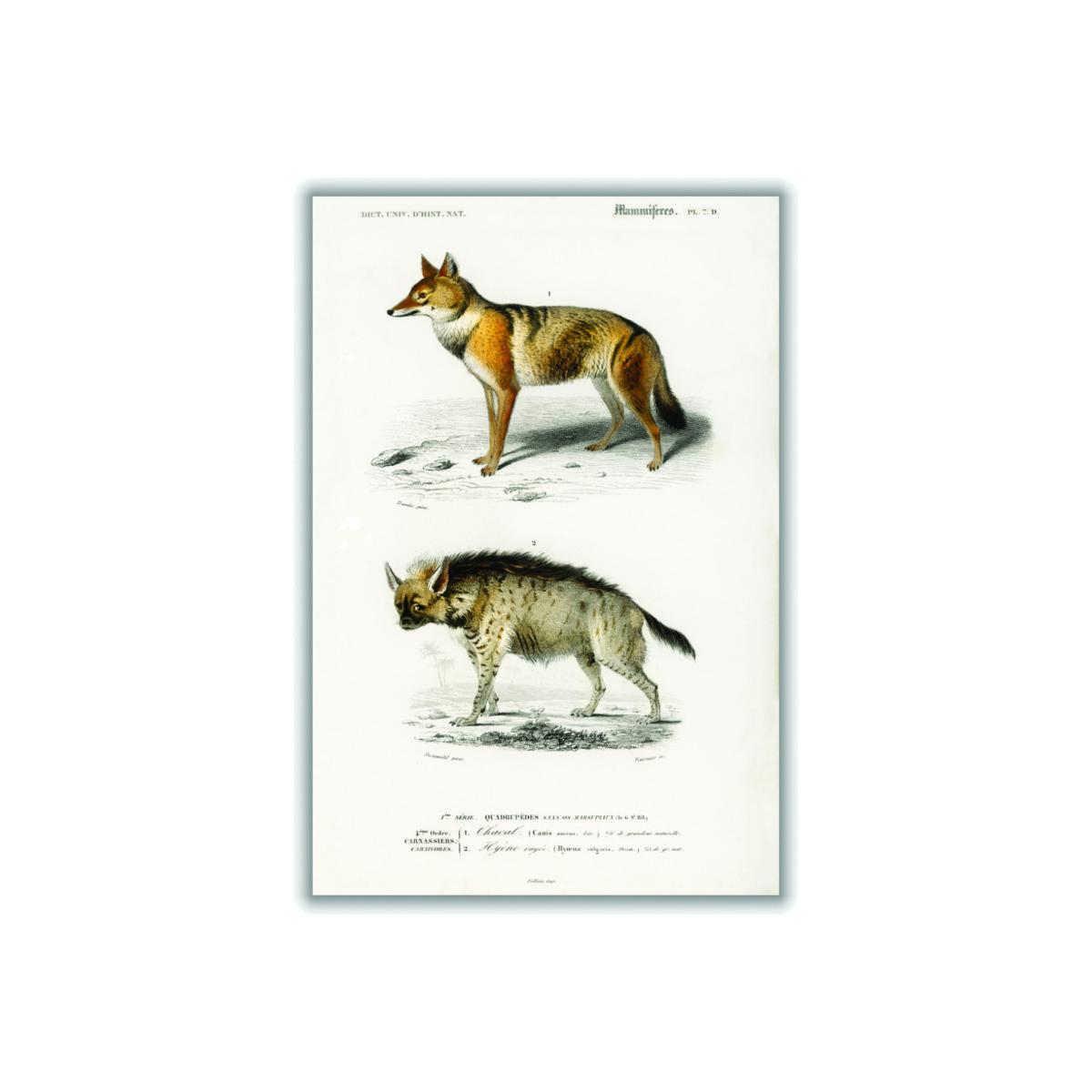 Golden Jackal And Striped Hyena Print Large Stanley Print House – image 1