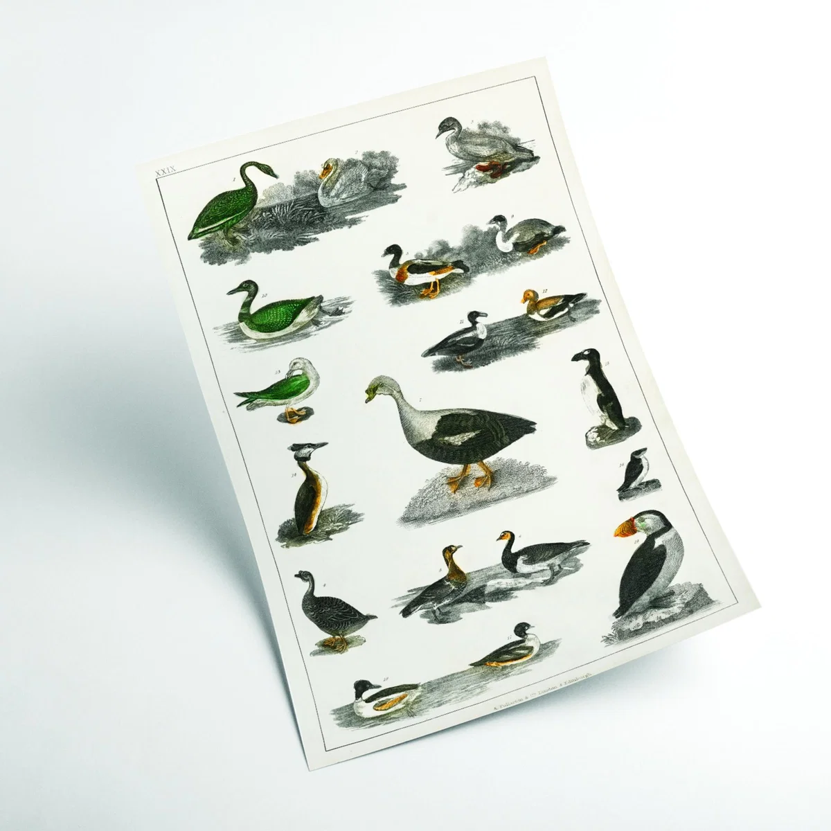 Grey Collection Of Birds I Print Extra Large Stanley Print House – image 2