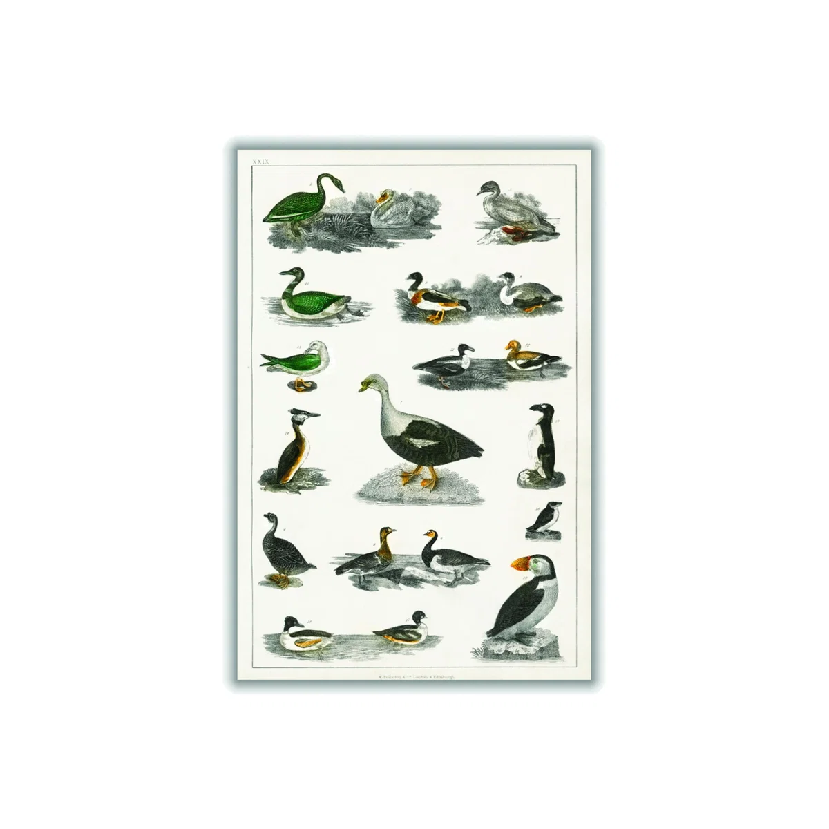 Grey Collection Of Birds I Print Extra Large Stanley Print House – image 1