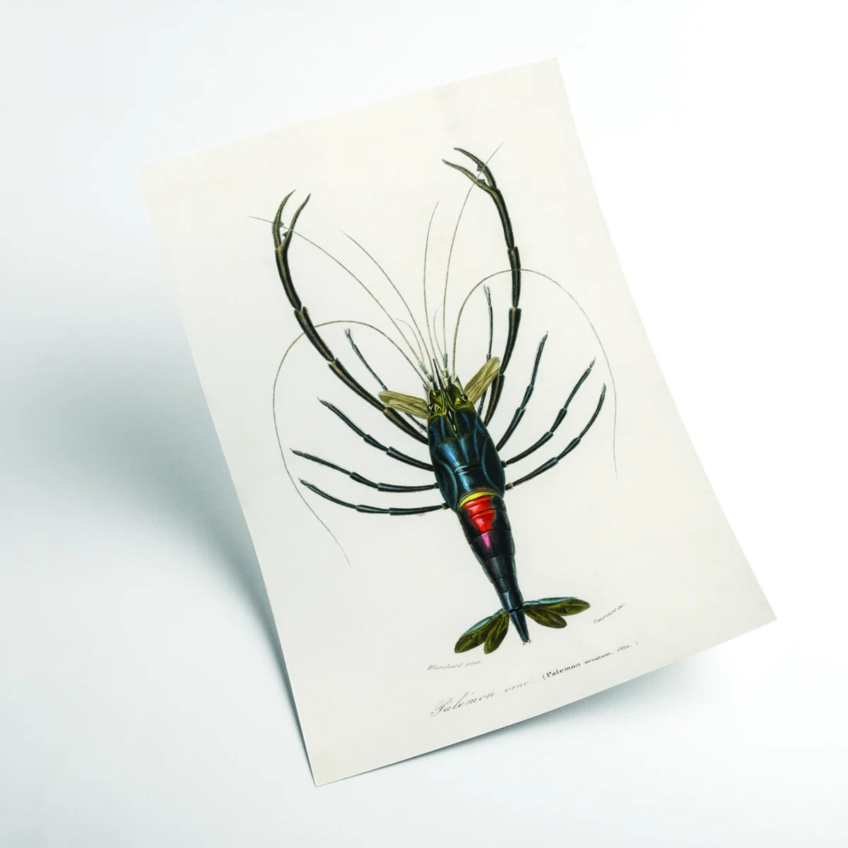Blue Crimson Crawfish Xxs Stanley Print House – image 2