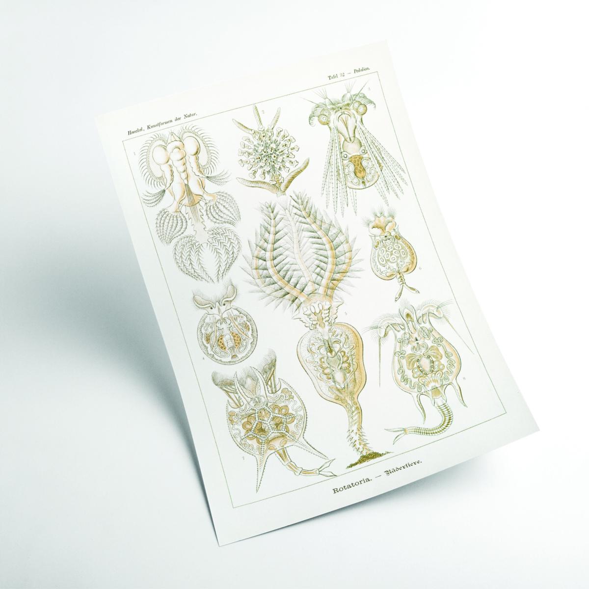 Neutrals Rotatoria-Rädertiere By Ernst Haeckel Extra Small Stanley Print House – image 2