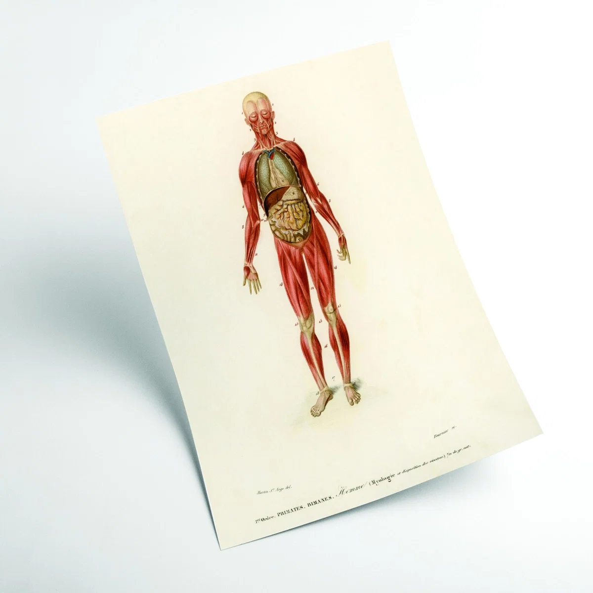 Red Human Body Medium Stanley Print House – image 2
