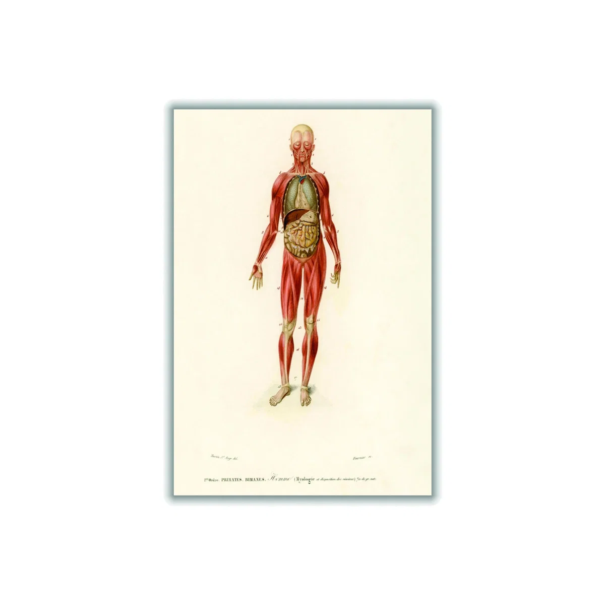 Red Human Body Medium Stanley Print House – image 1