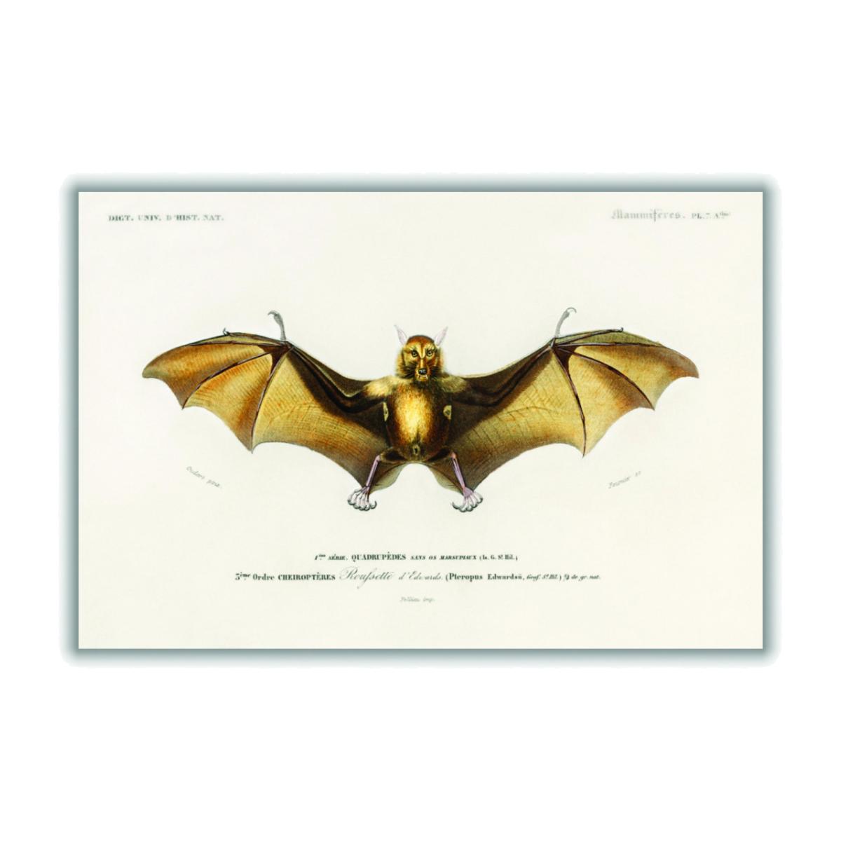 Gold Bat A1 594 X 841Mm Stanley Print House – image 1