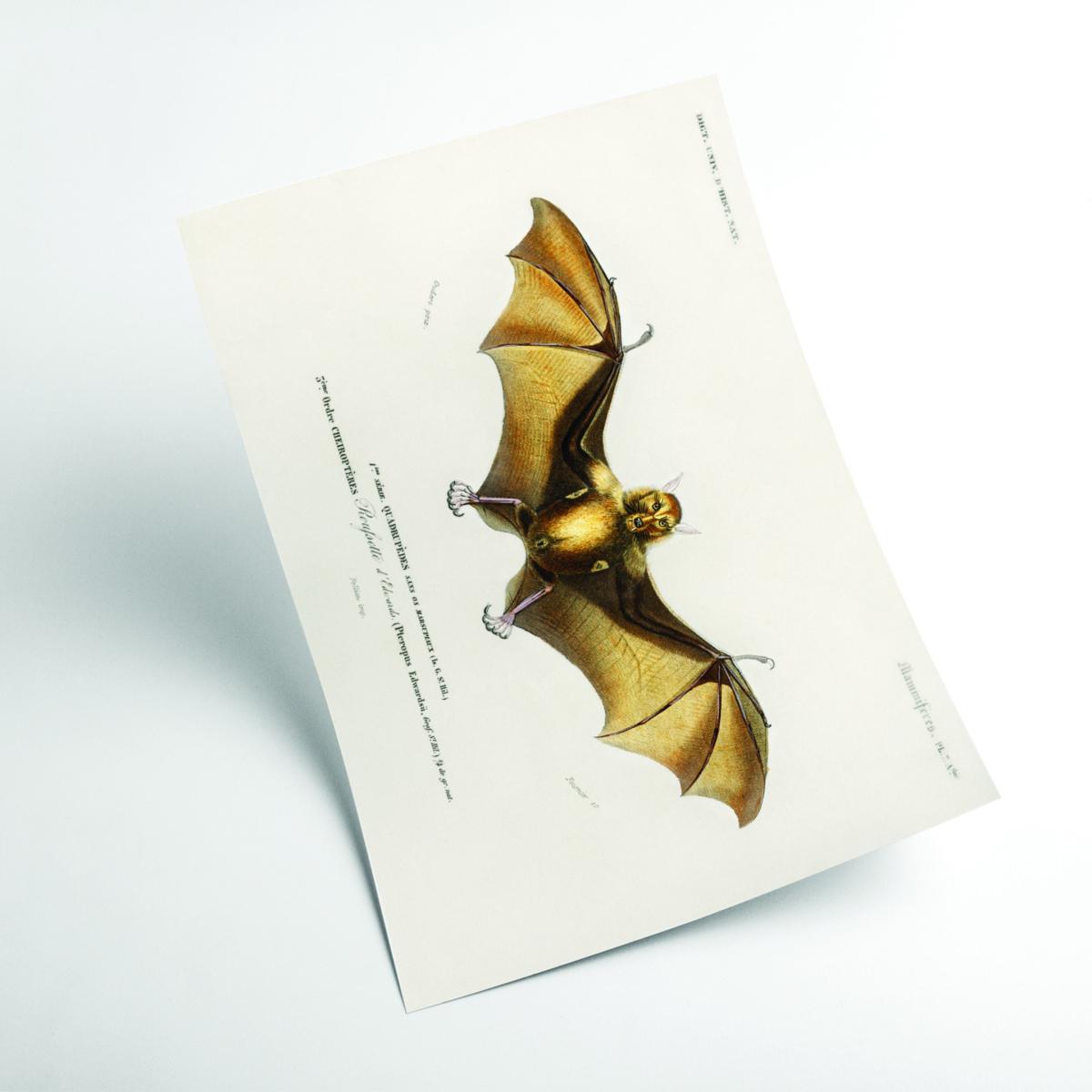 Gold Bat Large Stanley Print House – image 2