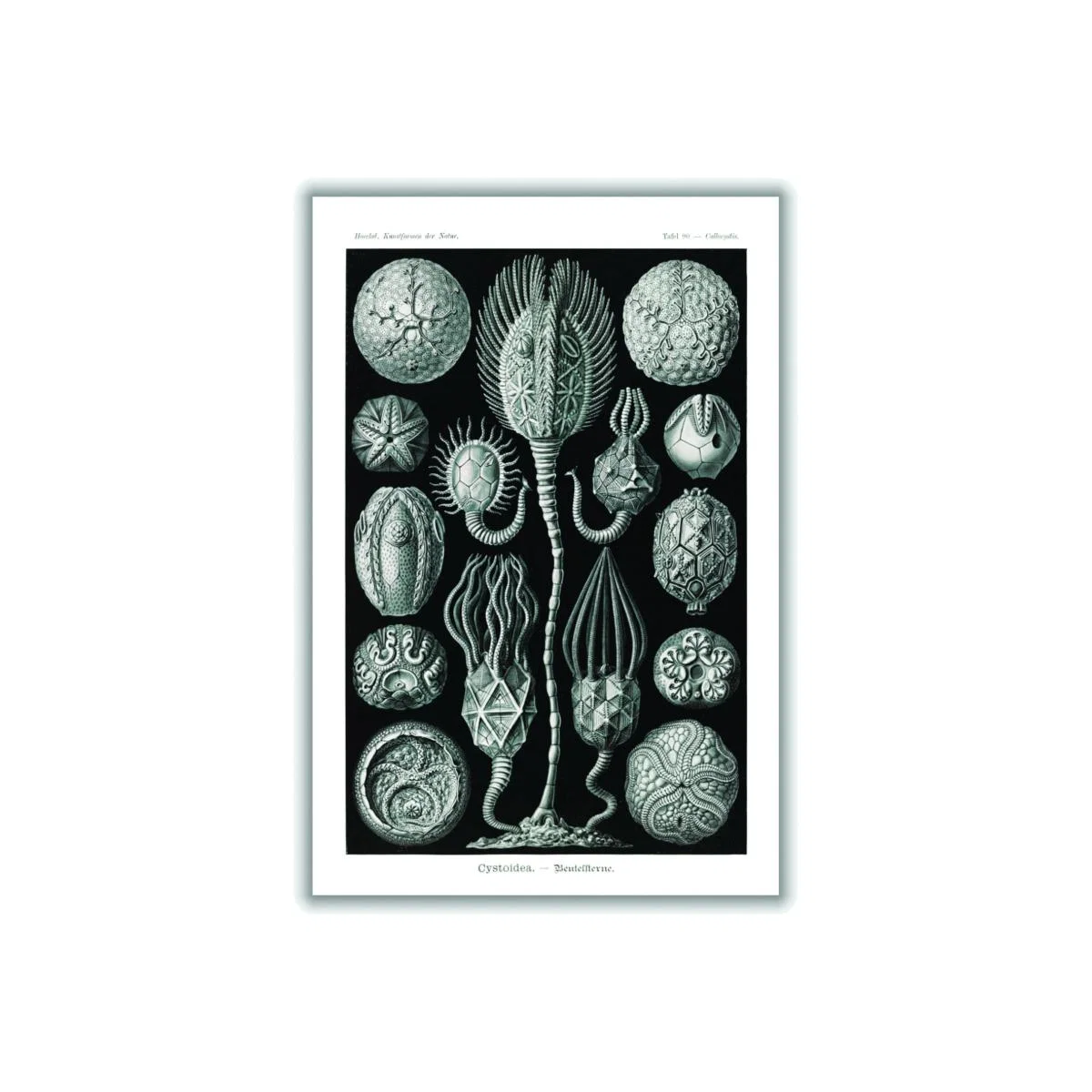 Grey Cystoidea-Beutelsterne By Ernst Haeckel A4 210 X 297Mm Stanley Print House – image 1