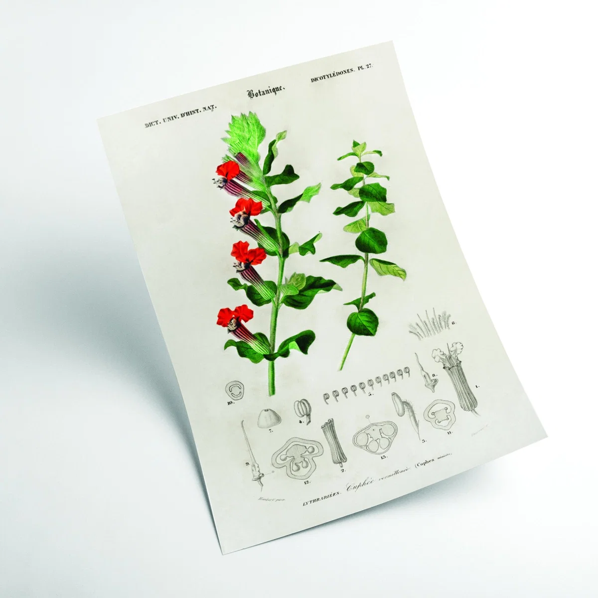 Cuphea Miniata Print A4 210 X 297Mm Stanley Print House – image 2