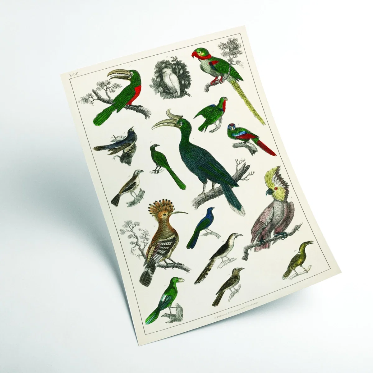 Various Type Of Birds Ii Extra Large Stanley Print House – image 2