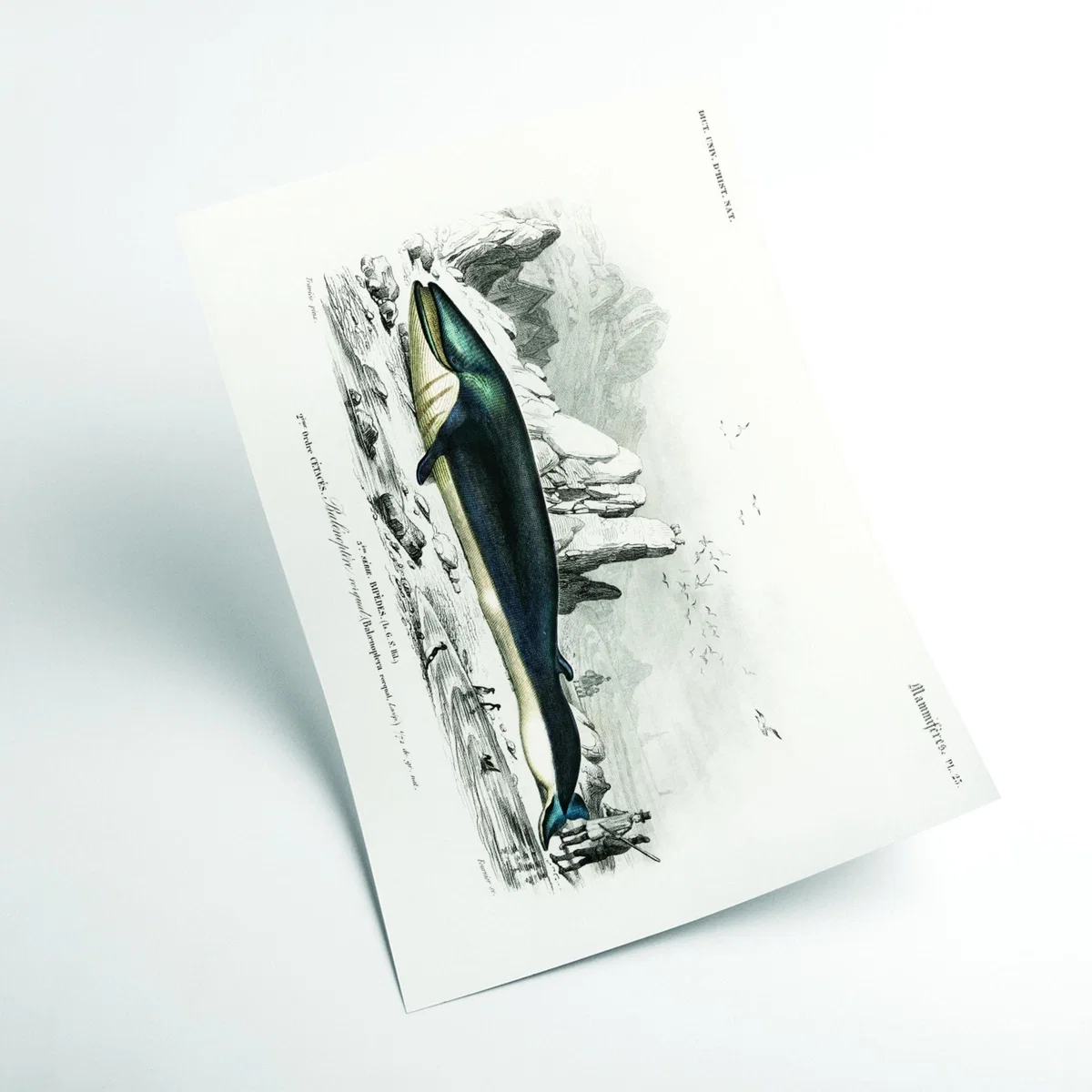 Black Balaenoptera Rorqual A4 210 X 297Mm Stanley Print House – image 2