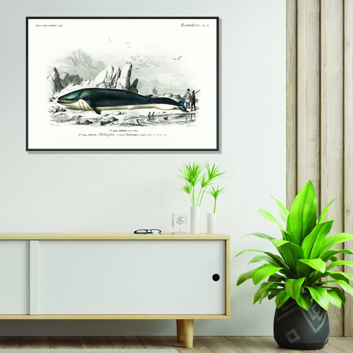 Black Balaenoptera Rorqual A4 210 X 297Mm Stanley Print House – image 3