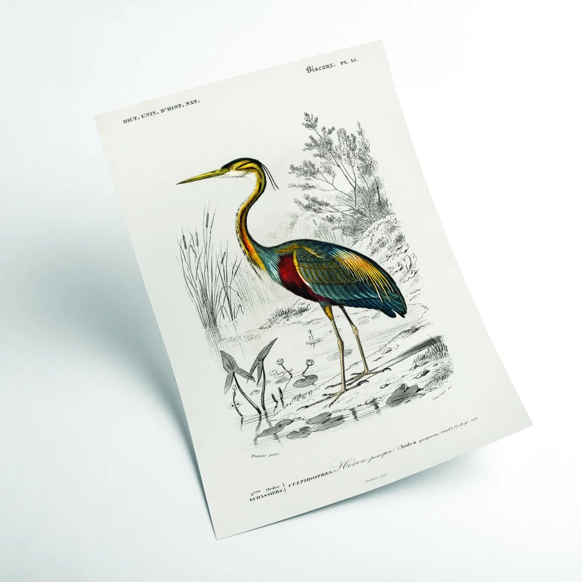 Purple Heron Xxs Stanley Print House – image 2