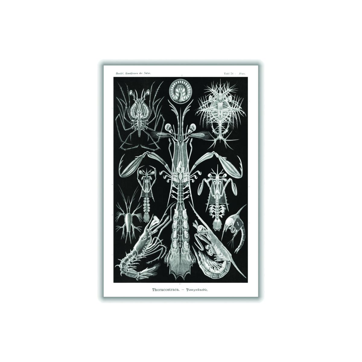 Grey Thoracostraca-Panzerkrebse By Ernst Haeckel A3 297 X 420Mm Stanley Print House – image 1