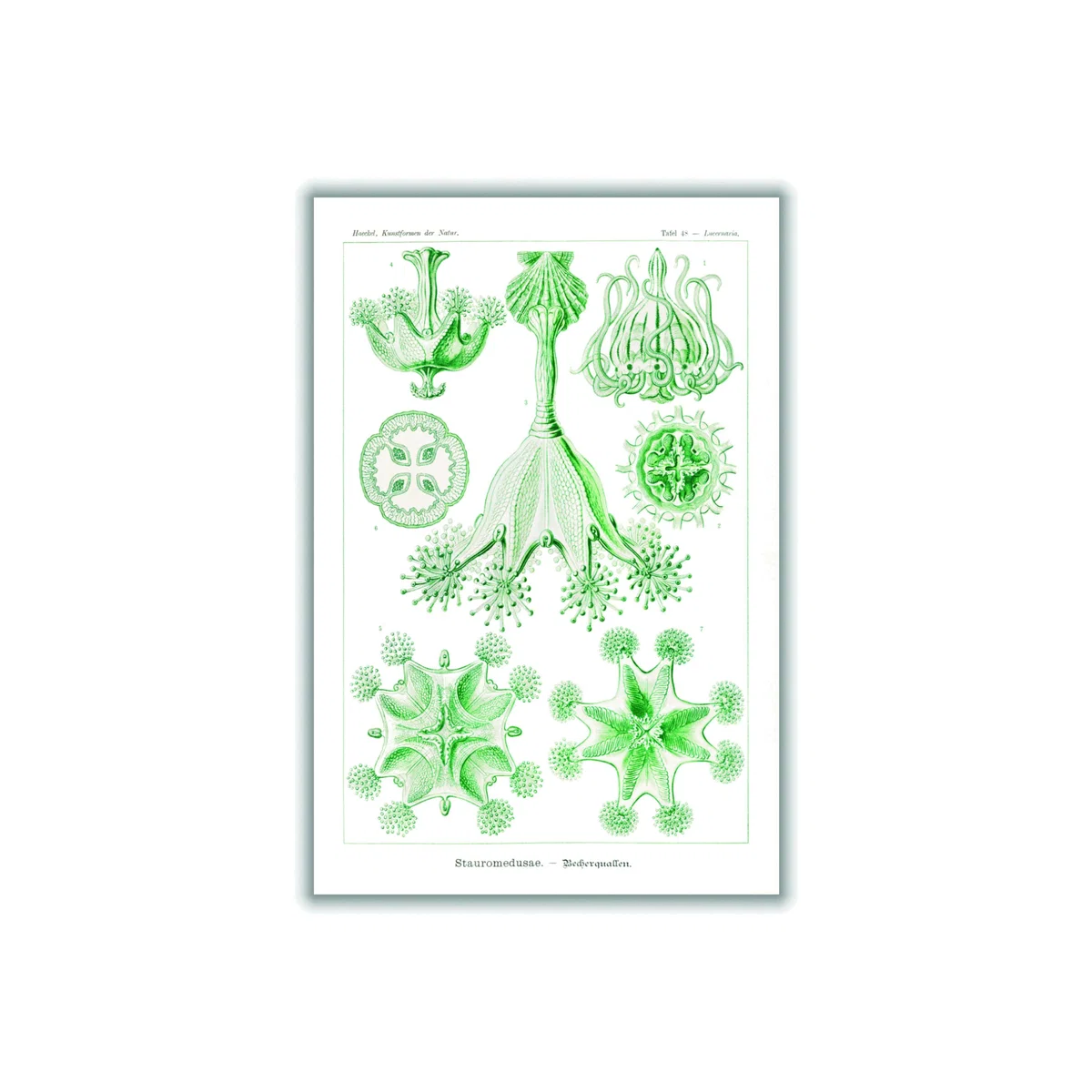 Green Stauromedusae-Becherquallen By Ernst Haeckel A3 297 X 420Mm Stanley Print House – image 1