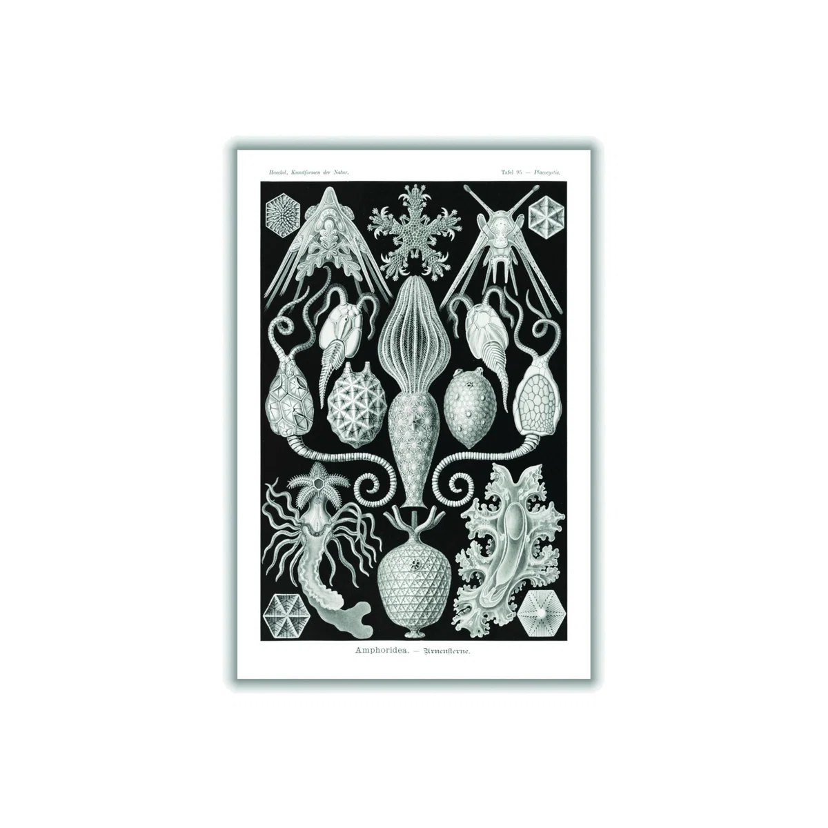 Grey Amphoridea-Urnensterne By Ernst Haeckel A2 420 X 594Mm Stanley Print House – image 1