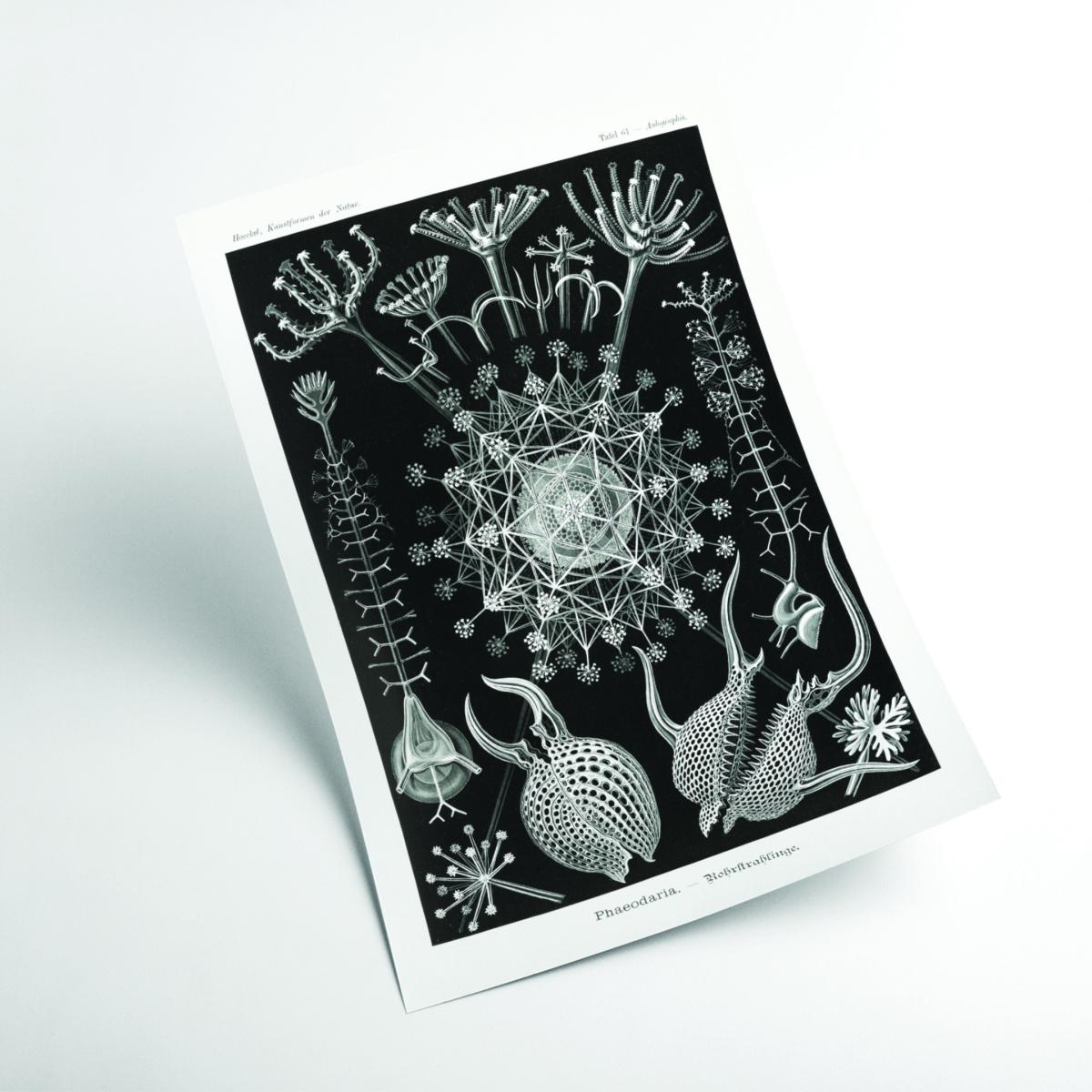 Grey Phaeodaria-Rohrstrahlinge I By Ernst Haeckel A4 210 X 297Mm Stanley Print House – image 2