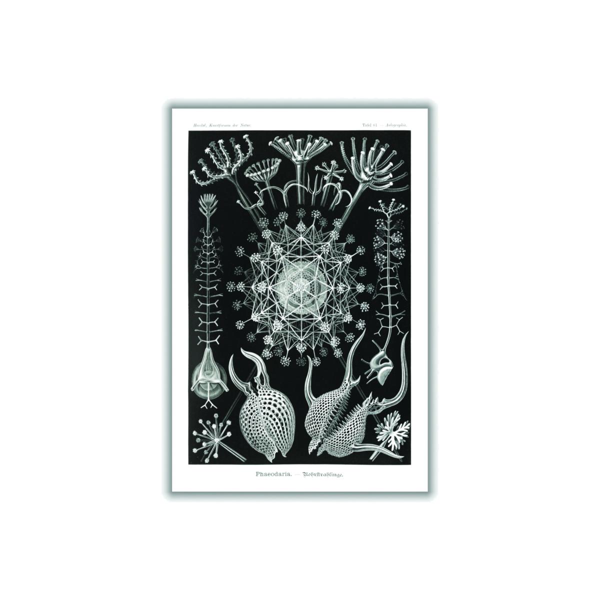 Grey Phaeodaria-Rohrstrahlinge I By Ernst Haeckel A4 210 X 297Mm Stanley Print House – image 1