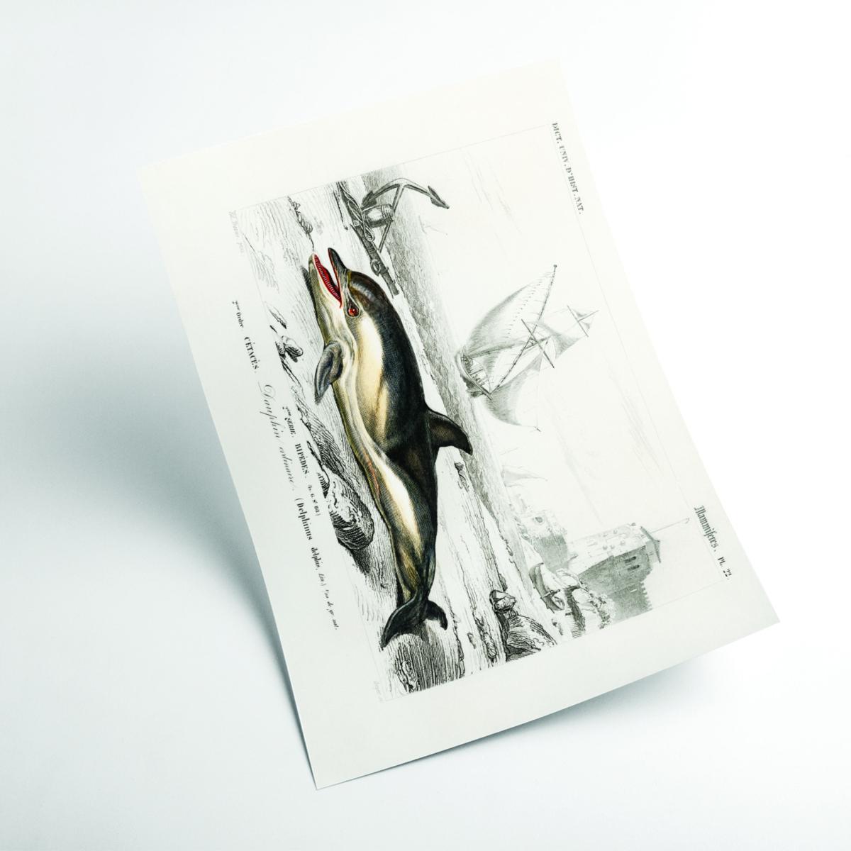 Black Delphinus Delphis Xxs Stanley Print House – image 2