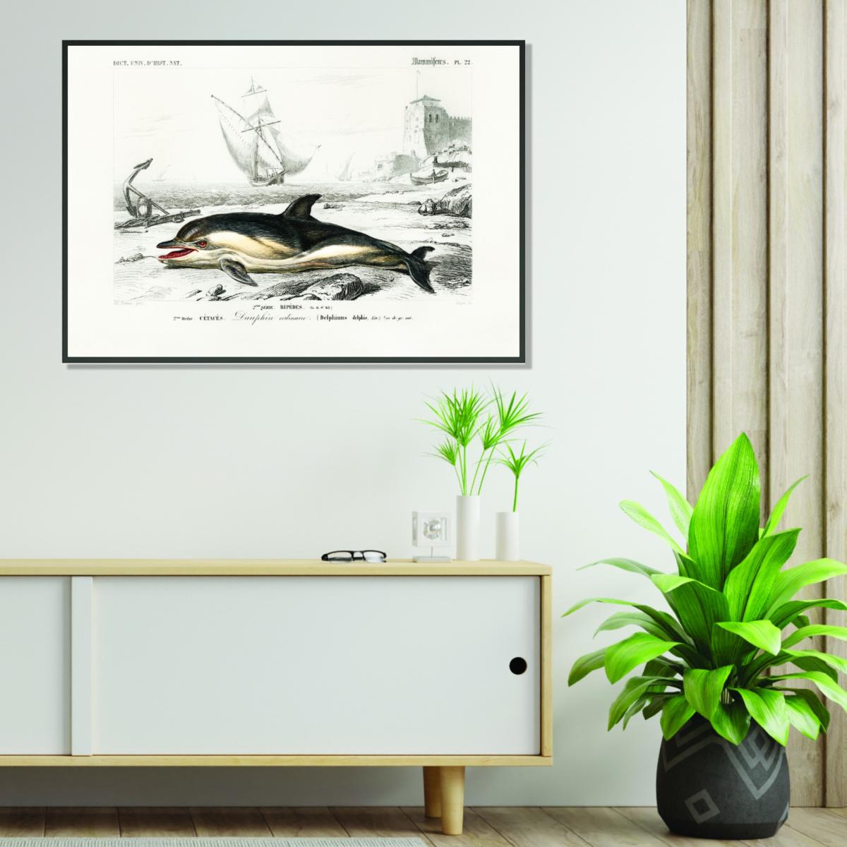 Black Delphinus Delphis Xxs Stanley Print House – image 3