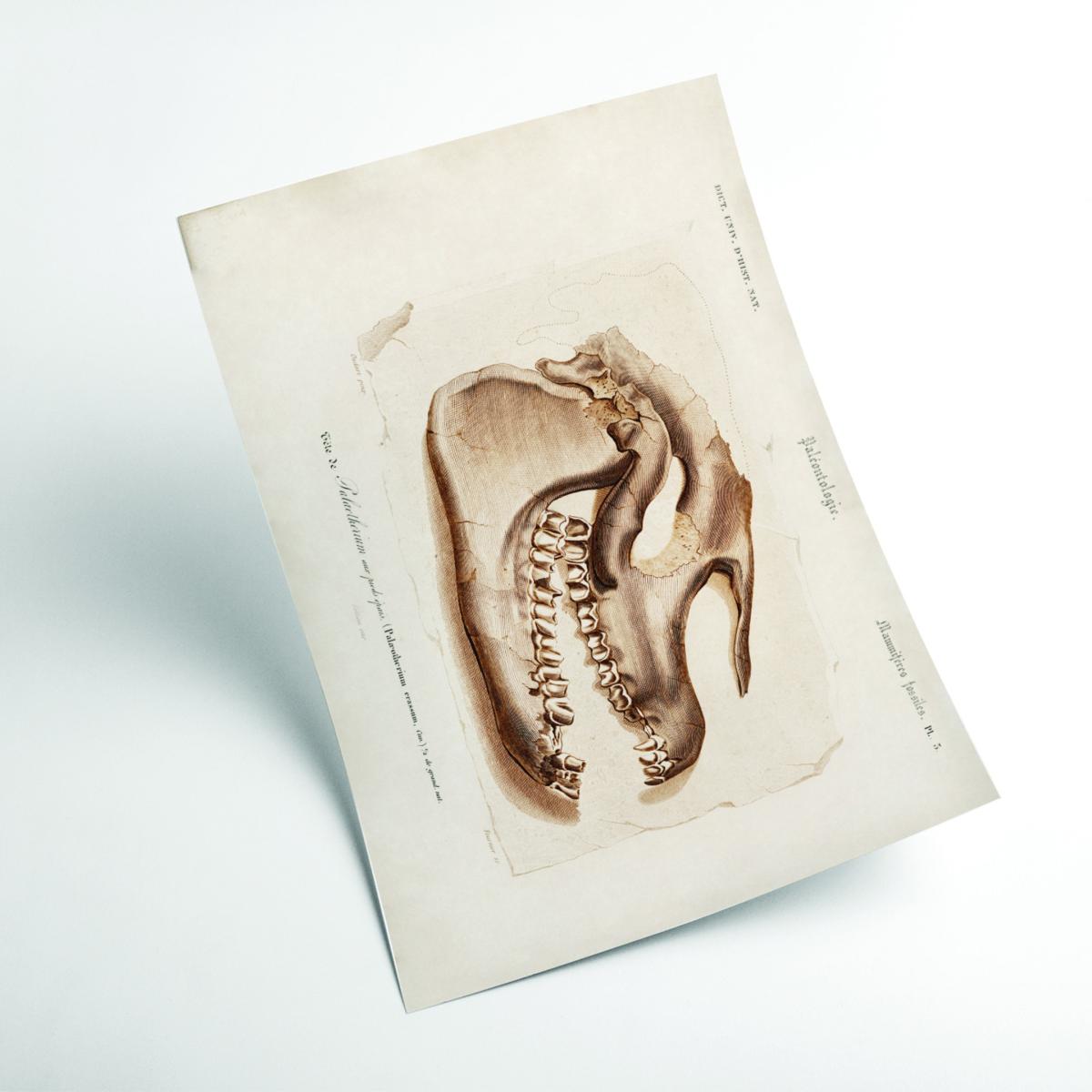 Neutrals Odd-Toed Ungulate A3 297 X 420Mm Stanley Print House – image 2
