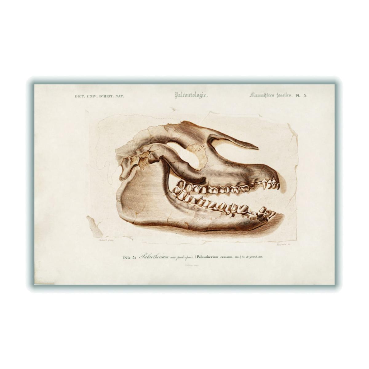 Neutrals Odd-Toed Ungulate A3 297 X 420Mm Stanley Print House – image 1
