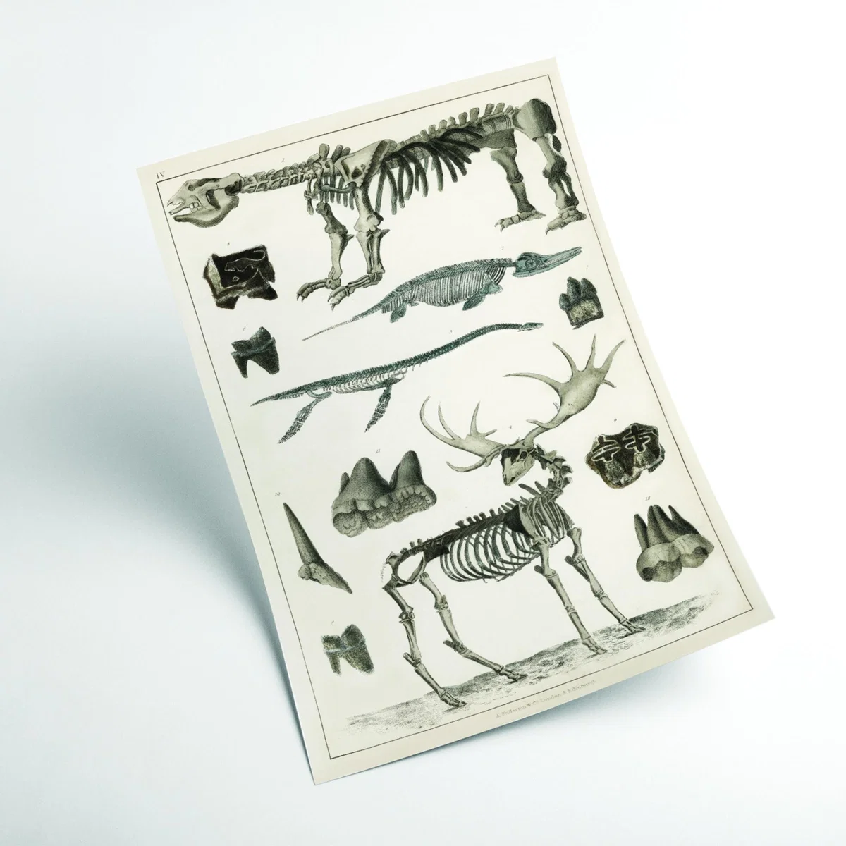 Grey Animal Bone Structures Xxs Stanley Print House – image 2
