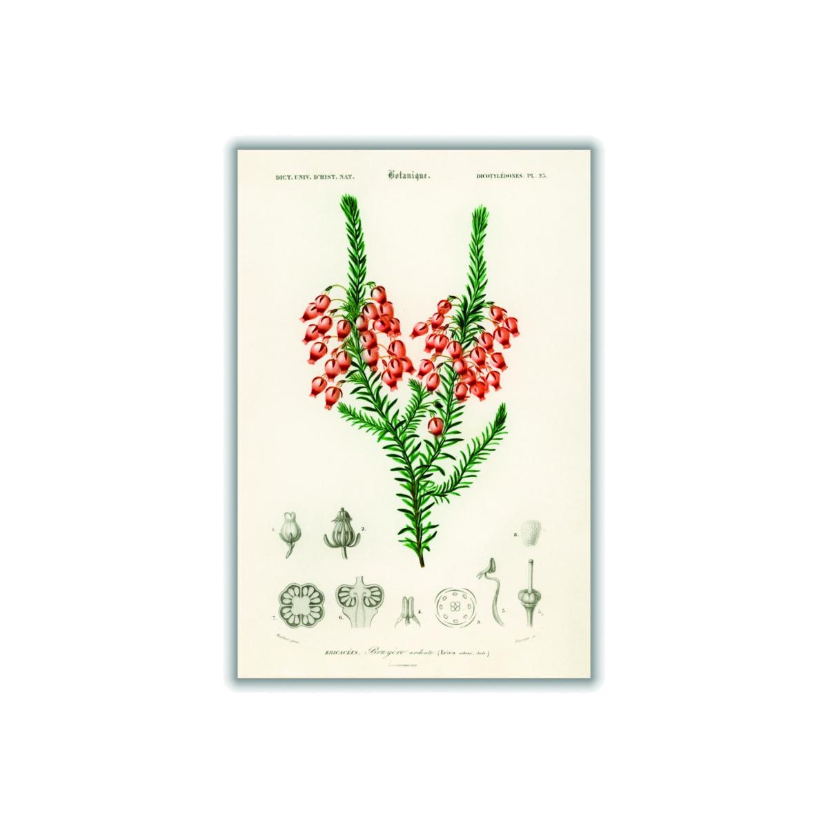 Erica Ardens Print A4 210 X 297Mm Stanley Print House – image 1