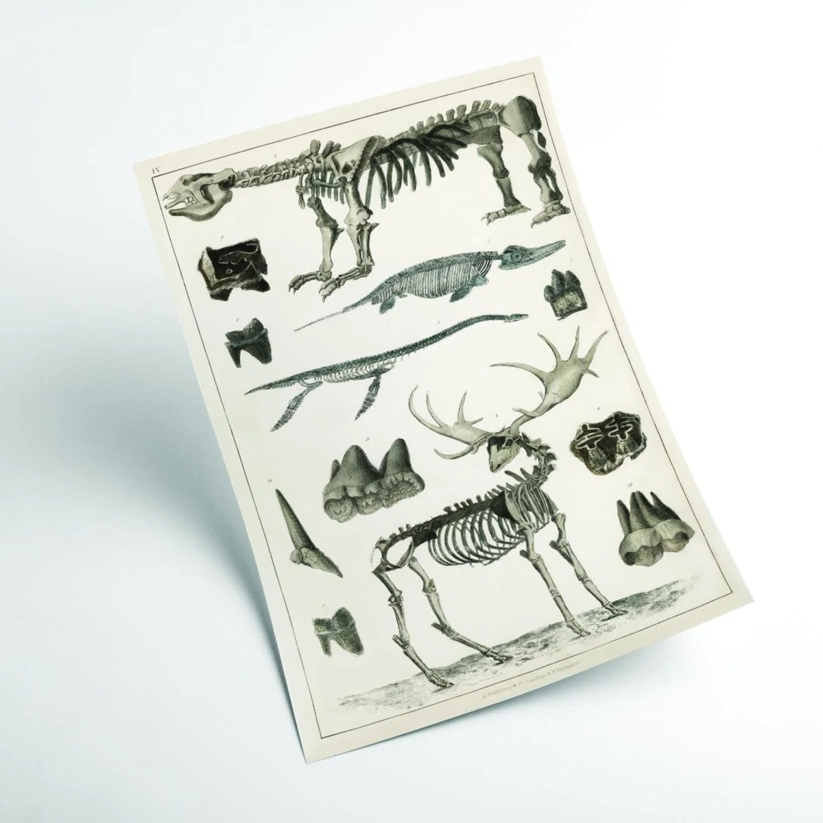 Grey Animal Bone Structures Extra Large Stanley Print House – image 2