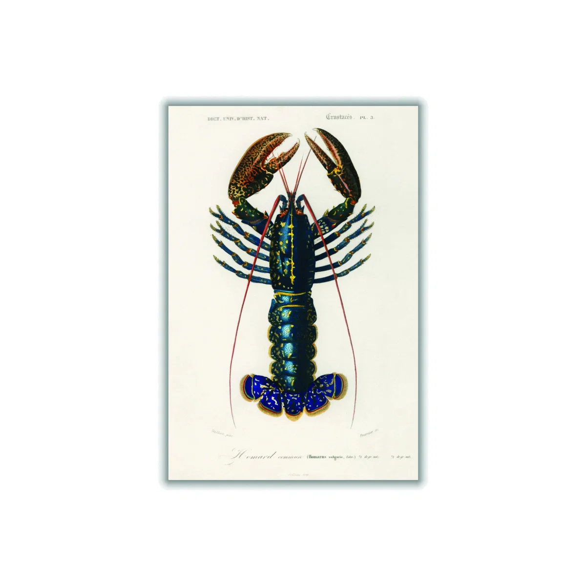 Crimson Crawfish I A1 594 X 841Mm Stanley Print House – image 1