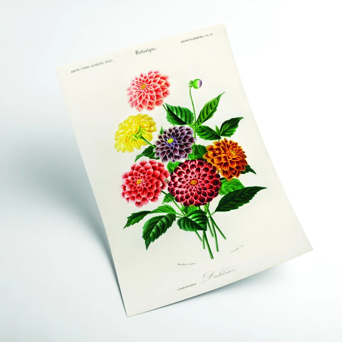 Dahlia Medium Stanley Print House – image 2