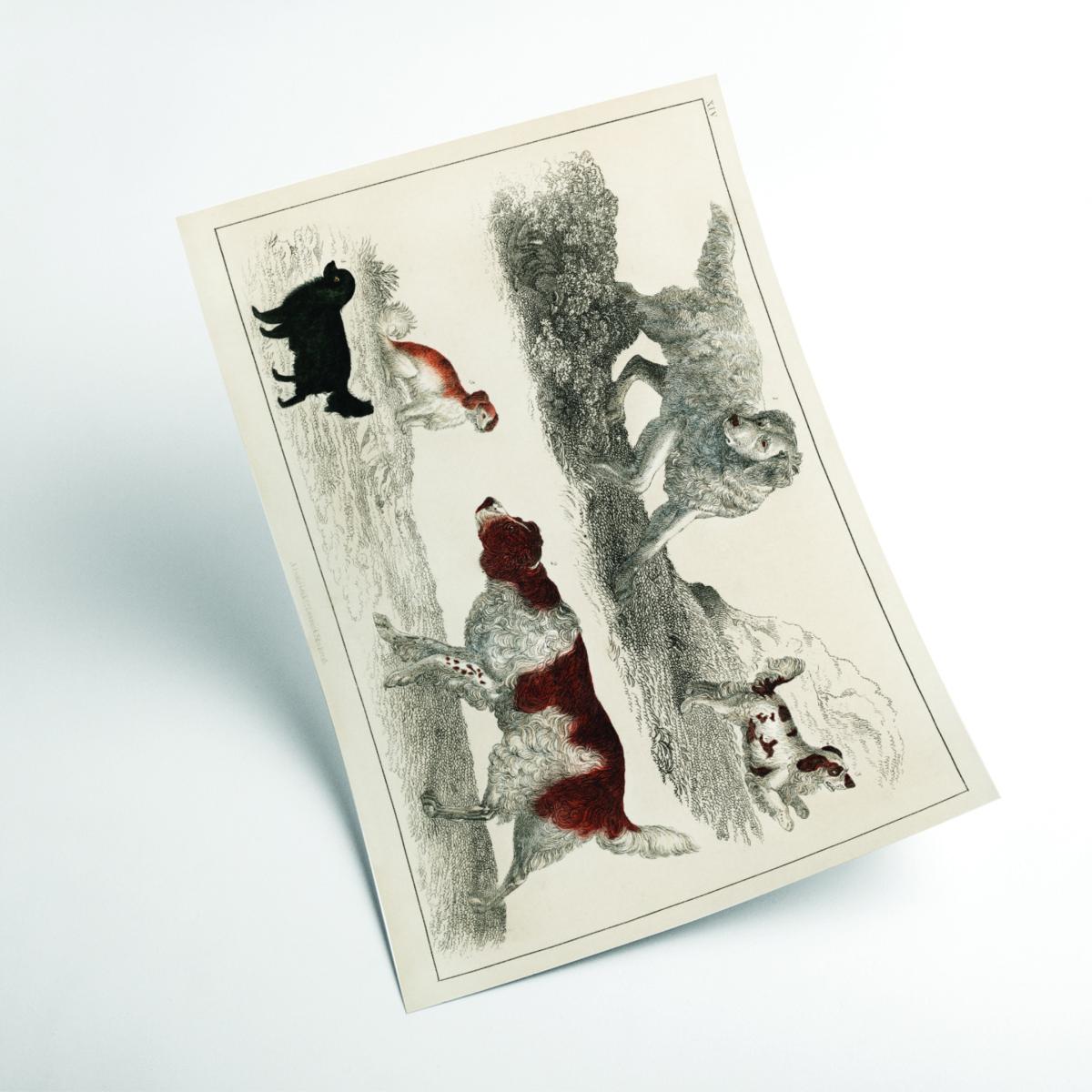 Types Of Dog Large Stanley Print House – image 2