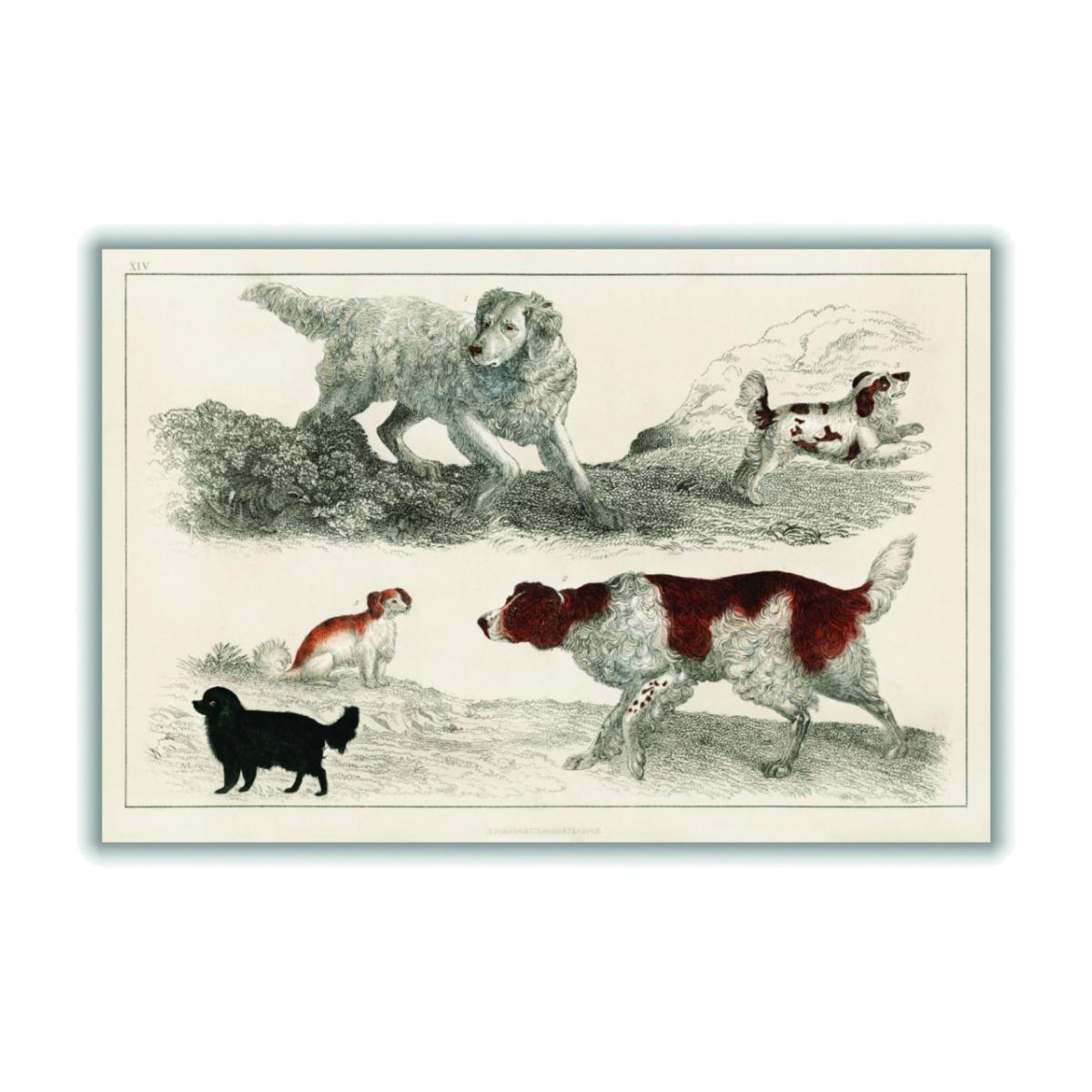 Types Of Dog Large Stanley Print House – image 1