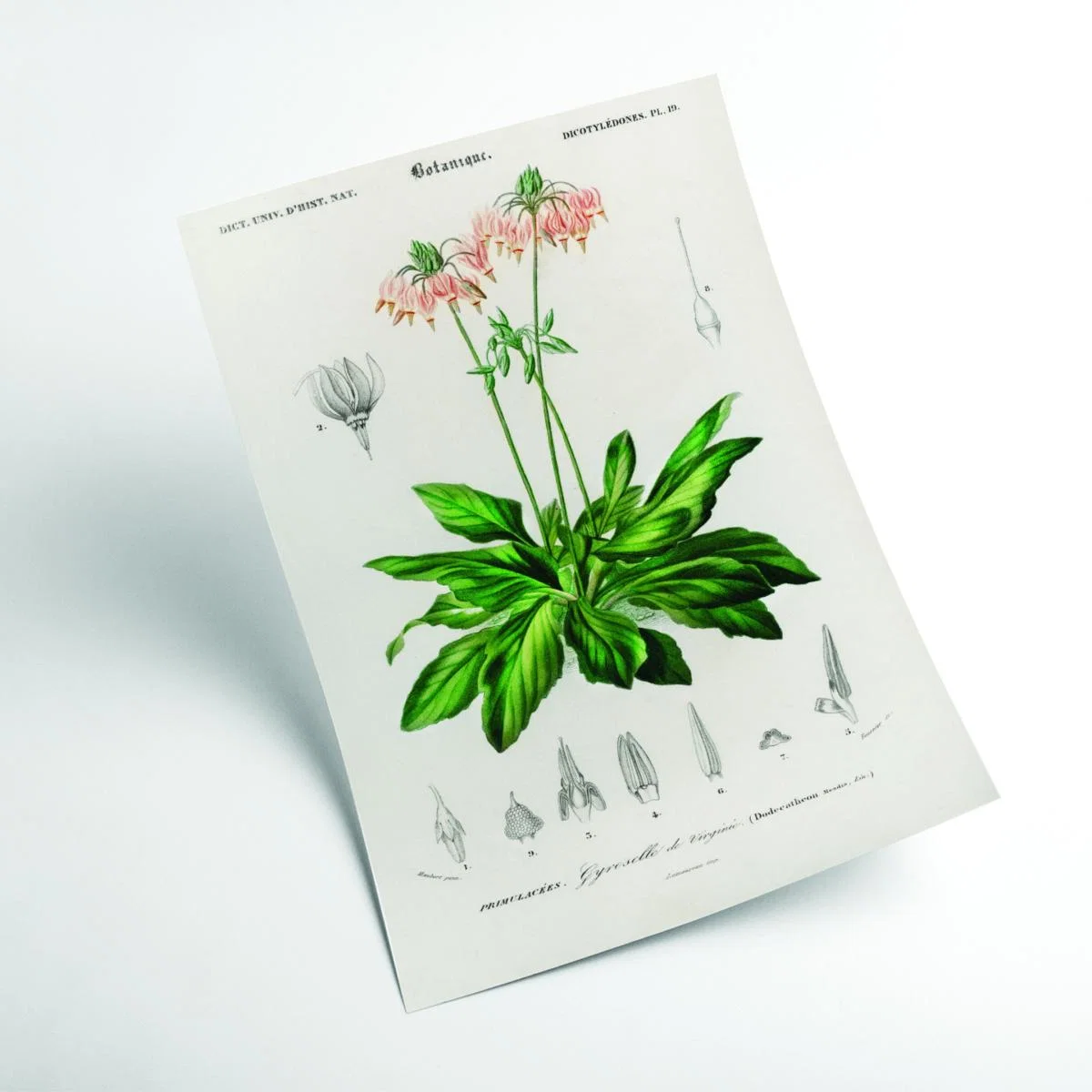 Green Dodecatheon Meadia Medium Stanley Print House – image 2
