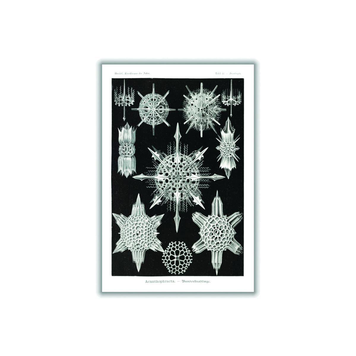 Grey Acanthophracta-Wunderstrahlinge By Ernst Haeckel A1 594 X 841Mm Stanley Print House – image 1