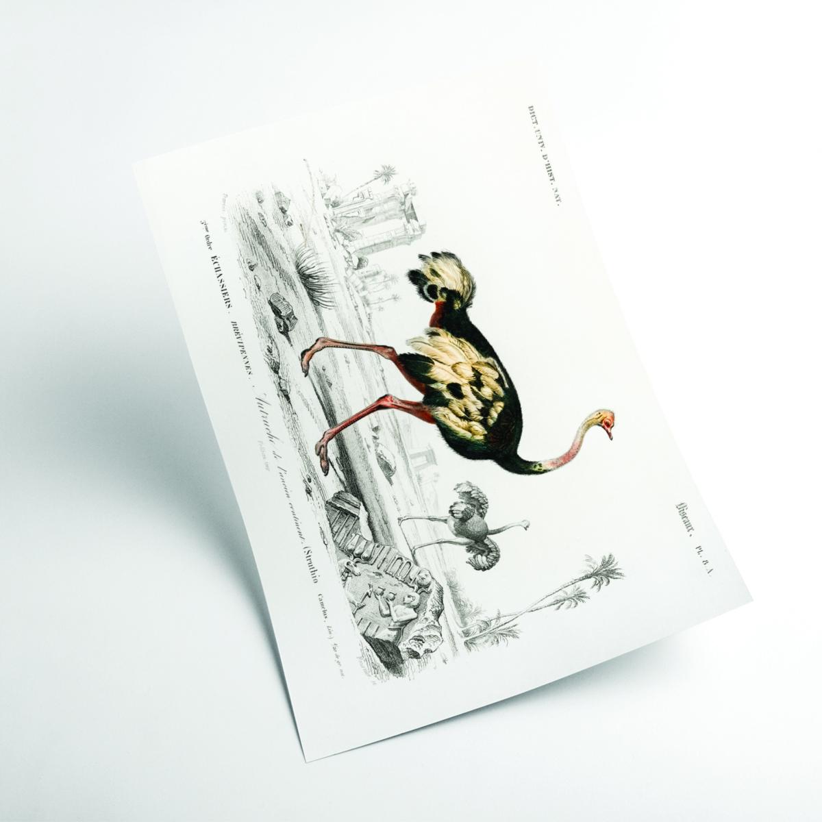 Black Ostrich A2 420 X 594Mm Stanley Print House – image 2