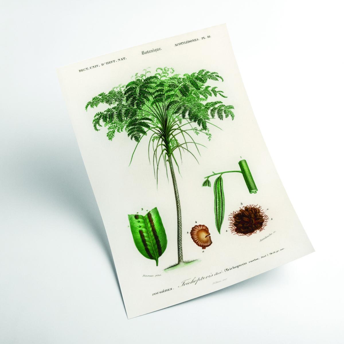 Green Trichipteris Excelsa A2 420 X 594Mm Stanley Print House – image 2
