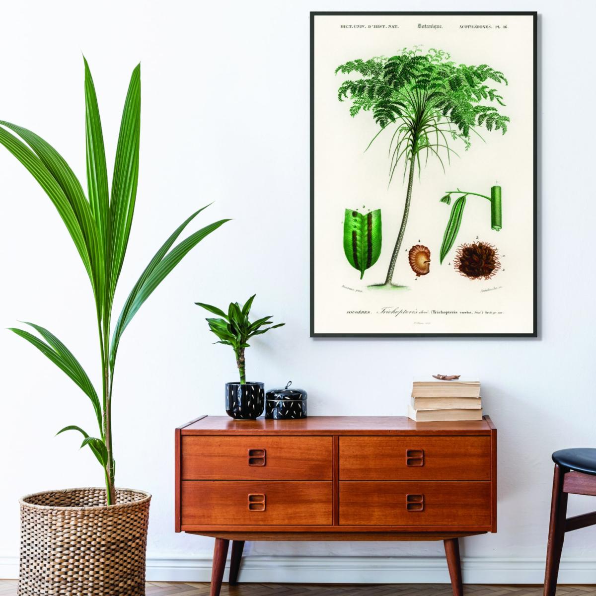Green Trichipteris Excelsa A2 420 X 594Mm Stanley Print House – image 3