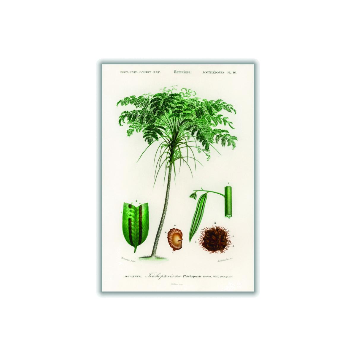 Green Trichipteris Excelsa A2 420 X 594Mm Stanley Print House – image 1