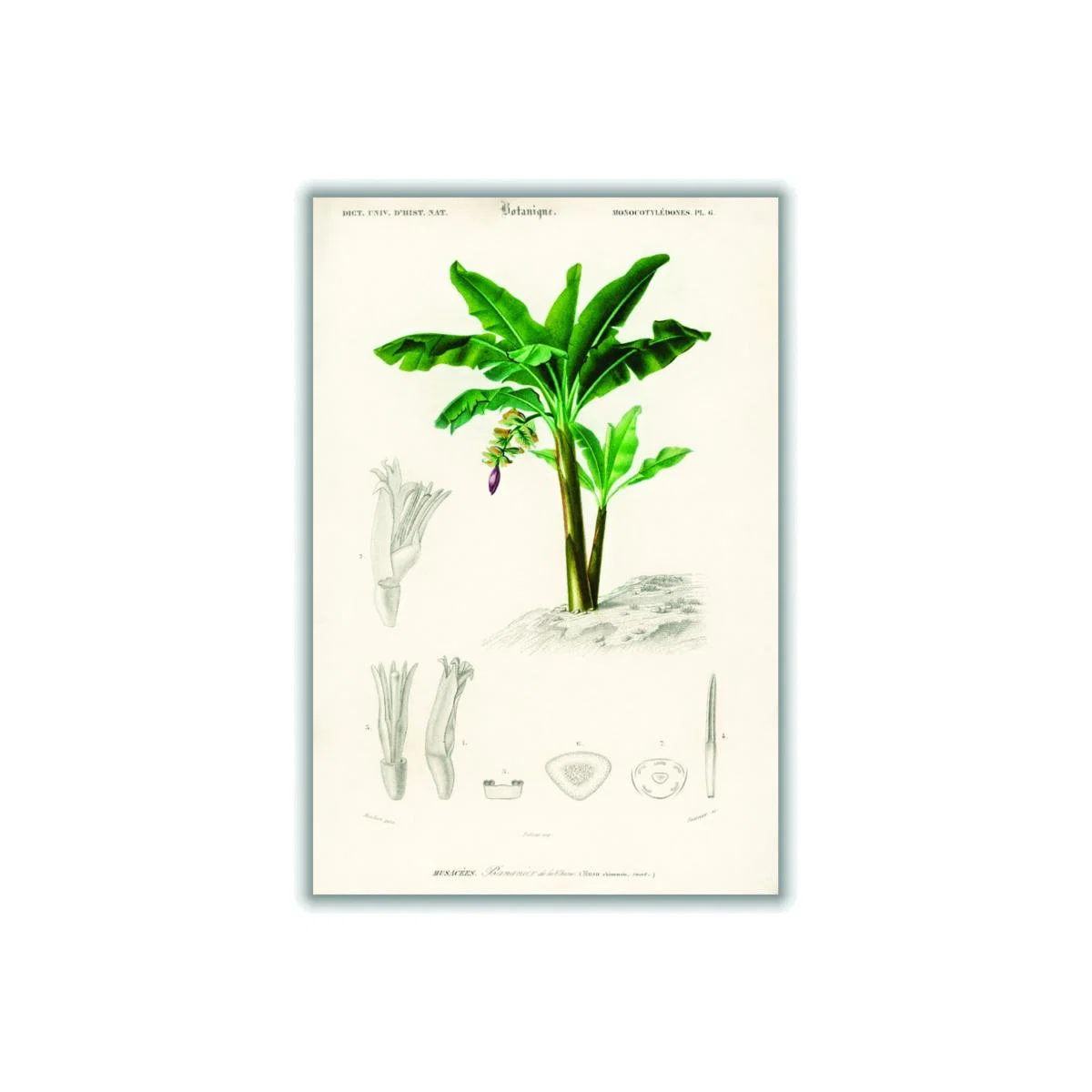 Musa Chinensis By Charles Dessalines D Orbigny Green A1 594 X 841Mm Stanley Print House – image 1